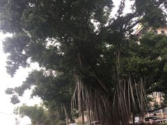 -龙舟池