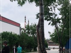 -塔尔寺-菩提树