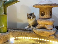 -白兔子密室(长寿路店)