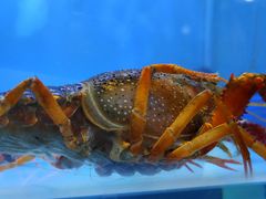 -虾弄弄海派小龙虾·牛羊蝎子火锅