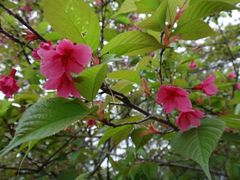 -天适樱花悠乐园