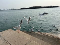 -琴岛之星摩天轮