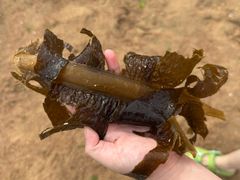 -青岛第一海水浴场