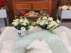 -翡翠森林宠物火化殡葬(通州店)