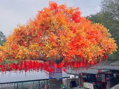 -大芦花风景区