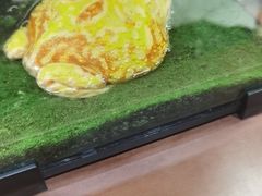 -帕帕拉兹宠物(亚洲旗舰店)