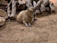 -深圳野生动物园