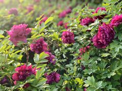 -洛阳市隋唐城遗址植物园
