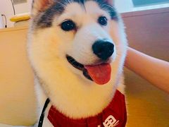 -Husky Go! 哈士奇体验馆·宠物咖啡厅狗咖