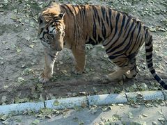 -北京野生动物园