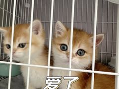 -翊宠yipet猫狗购宠庄园犬舍•猫舍