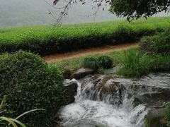 -中国茶叶博物馆(双峰馆区)
