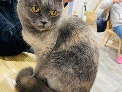 -楼上猫咖(罗湖店)