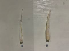 -青岛贝壳博物馆