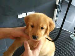 -佳百利宠物(荣乐中路115弄小区店)