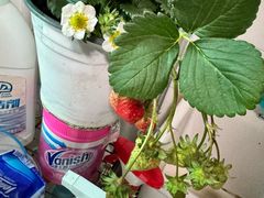 -龙大花卉苗木市场