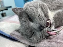 -瑞派康怡24h宠物医院·犬猫医疗中心·微创绝育(瑞景分院)