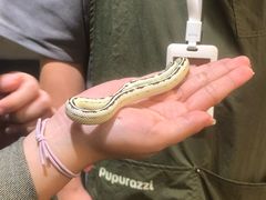 -帕帕拉兹宠物(亚洲旗舰店)