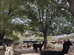-上海野生动物园