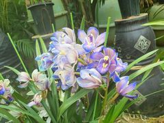 -北京植物园-展览温室