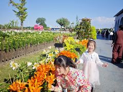 -荷兰花海