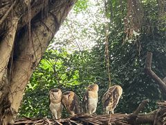-广州长隆飞鸟乐园