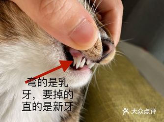小灰灰的左上️乳牙终于掉下来了 从中秋节发现它换牙