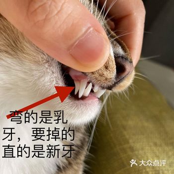 小灰灰的左上️乳牙终于掉下来了 从中秋节发现它换牙