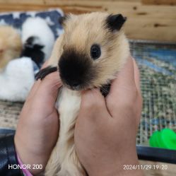 -神奇动物撸宠馆·羊驼·小浣熊·异宠(豫园店)