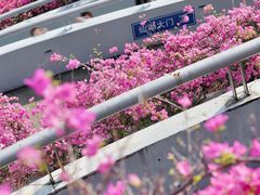 -深圳仙湖植物园