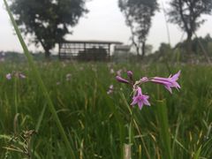 -白鹭湾湿地公园