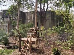 -都江堰中华大熊猫苑