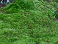 -西芳寺(苔寺)
