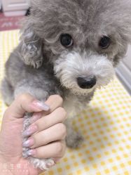 -甄爱美甲美睫