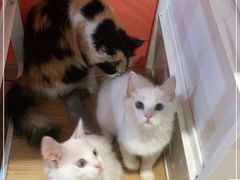 -Bastet sally猫舍购宠(静安店)