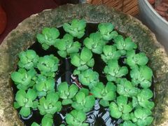 -秦美花卉(天朗·莱茵小城2期店)