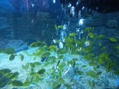 -烟台海昌鲸鲨海洋公园