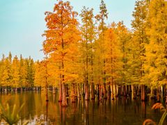 -白鹭湾湿地公园