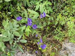 -阳台山自然风景区