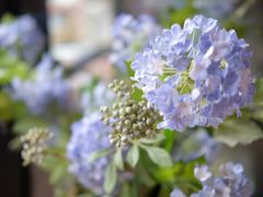 -Golden Lily河内巴黎法越料理餐厅(建国西路店)