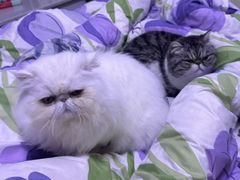 -瑞鹏瑞爱宠物医院·全科·猫科·血液透析中心(龙头寺店)