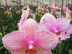 -西部兰花园生态园