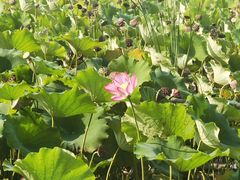 -野鸭湖国家湿地公园