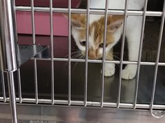 -艾贝尔宠物医院·狂犬免疫点(江山金象城店)