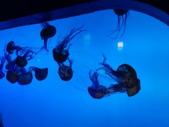 -太平洋海底世界