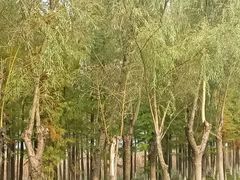 -艾溪湖湿地公园