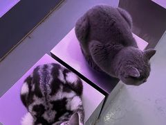-极木²邸 人与宠物·互动社区