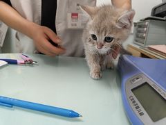 -宠福鑫康馨动物医院·骨科·眼科