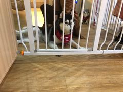 -Husky Go! 哈士奇体验馆·宠物咖啡厅狗咖