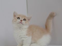 -小猫来了·猫舍(红山六九七九店)